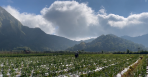 Kawasan Pertanain di Sembalun, Lombok, NTB